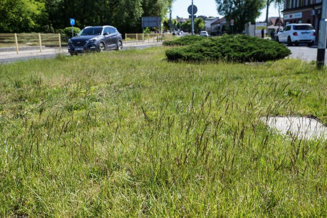 Trawa po kolana, ale koszenia nie będzie. Urzędnicy mówią, że powód jest ekologiczny - Zdjęcie główne