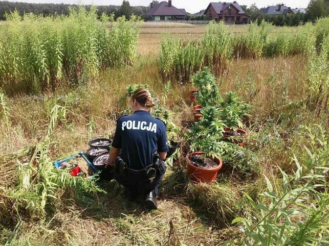 Gmina Rozprza. Kolejna uprawa konopi zlikwidowana - Zdjęcie główne