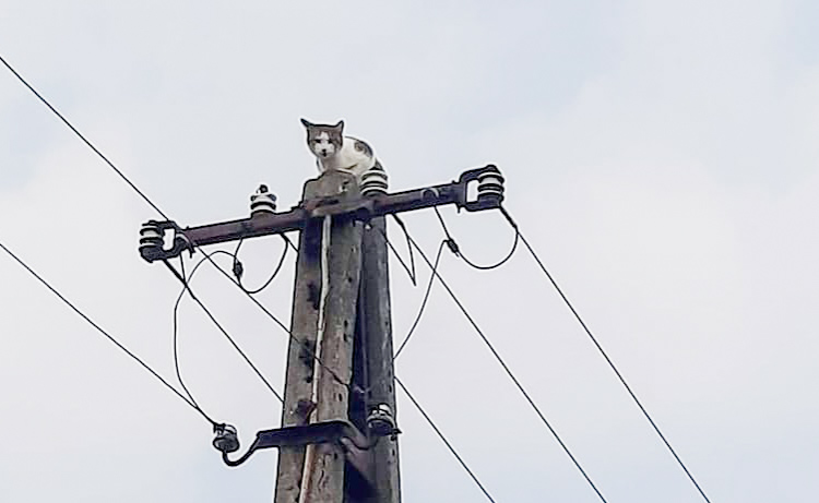 Strażacy ruszyli na pomoc kotu, wezwano energetyków. Zaskakujący finał akcji - Zdjęcie główne