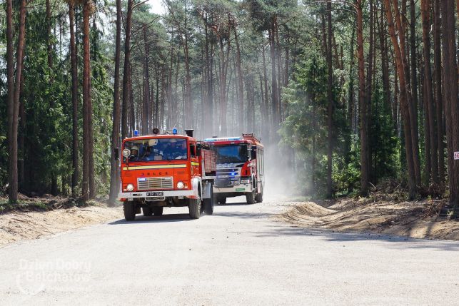 Pożar lasu pod Bełchatowem. Ewakuacja uczestników obozu. 20 zastępów straży pożarnej w akcji [FOTO][VIDEO] - Zdjęcie główne