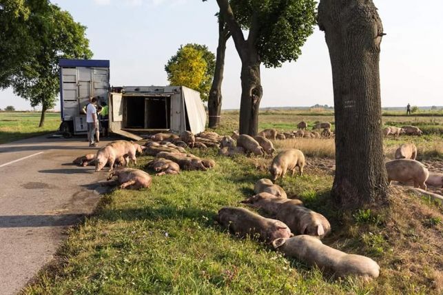 Dramatyczne zdarzenie o poranku. Nie żyje kierowca, świnie rozbiegły się po okolicy [FOTO] - Zdjęcie główne