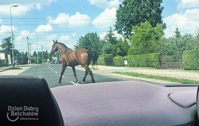 Slalomem między samochodami. Co robił koń na Pabianickiej? [FOTO] - Zdjęcie główne