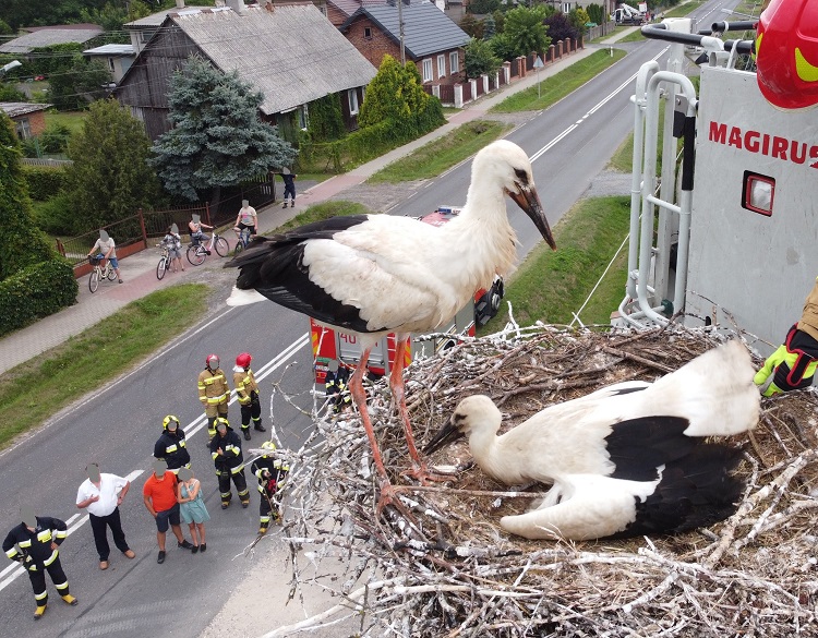 Strażacy ratowali bociany w gminie Drużbice. Potrzebny był wóz z drabiną [FOTO] - Zdjęcie główne