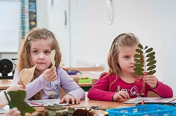 „Na tropie przyrody – zostań znawcą drzew” - Zdjęcie główne