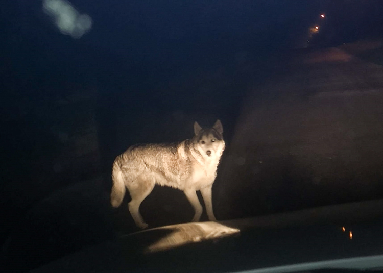 Wilk na drodze koło Bełchatowa? Mamy zdjęcia!  - Zdjęcie główne