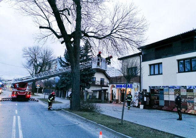 Groźnie na Czyżewskiego. Strażacy usuwali złamany konar drzewa [FOTO] - Zdjęcie główne