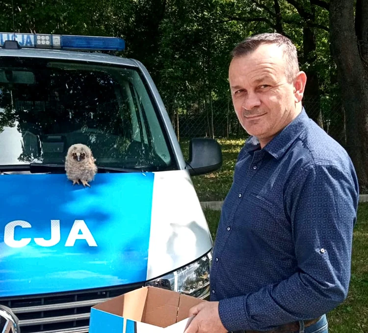 Policjant wybiegł na drogę i wstrzymał ruch. Chciał uratować wystraszoną sowę [FOTO] - Zdjęcie główne