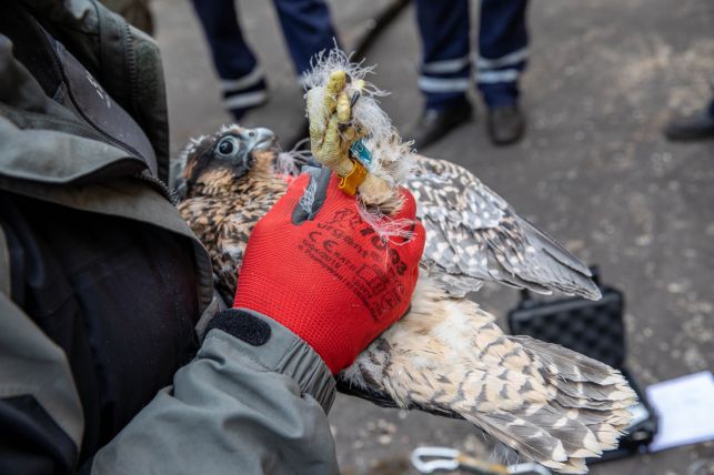 Sokoły z elektrowni dostały ''nową biżuterię''. Zobacz, jak wyglądają te piękne drapieżniki [FOTO] - Zdjęcie główne