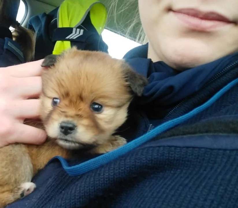 Policjantka ocaliła słodkiego psiaka. Historia z happy end-em na autostradzie A1 - Zdjęcie główne