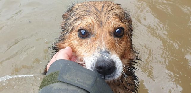 Dramat zwierzaków ze schroniska w Wadowicach. Bełchatowianie ruszyli z pomocą  [FOTO] - Zdjęcie główne