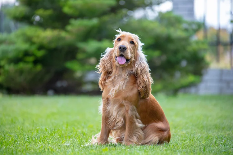 Wszystko, co warto wiedzieć o rasie cocker spaniel! - Zdjęcie główne