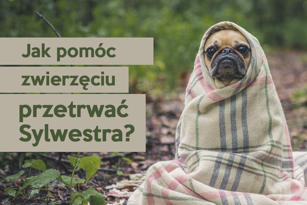 Huk petard to dla czworonoga trauma. Jak pomóc pupilom przetrwać fajerwerkowy szał? - Zdjęcie główne