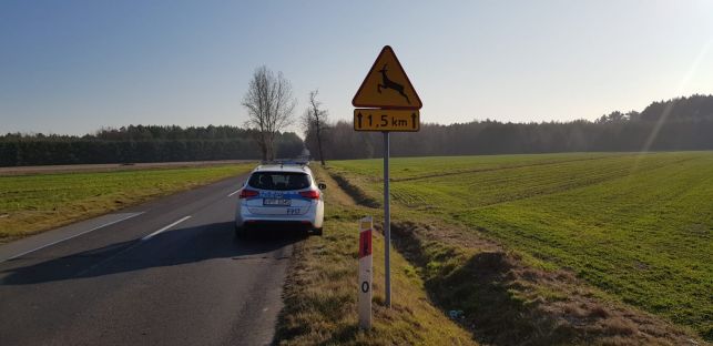 Wypadki z udziałem zwierzyny leśnej w regionie. Jak często do nich dochodzi? Policja podała statystyki - Zdjęcie główne