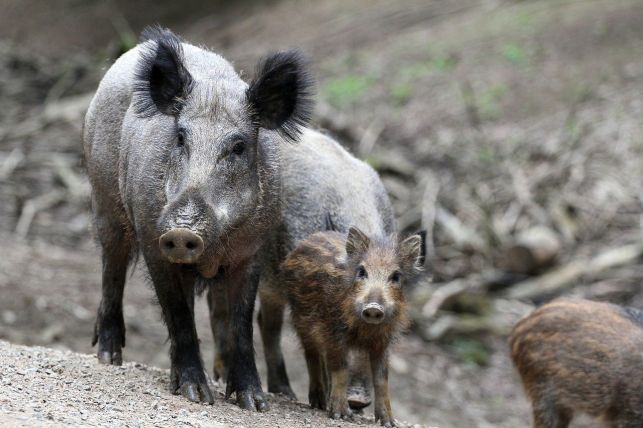 Wezmą na cel ponad 100 dzików w bełchatowskich lasach. Ile płacą myśliwym za zastrzeloną lochę? - Zdjęcie główne