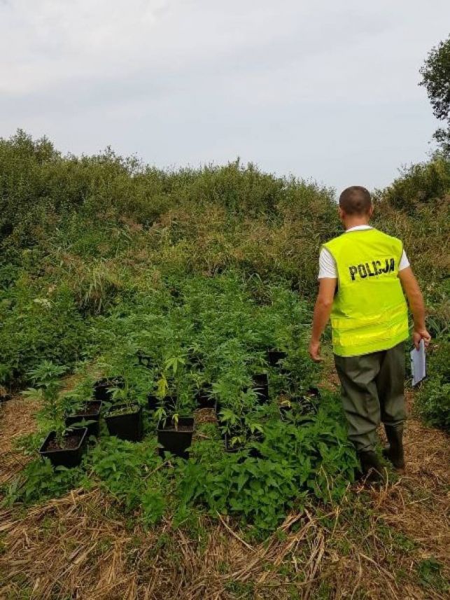 Policjanci znaleźli trzy plantacje marihuany. Nie wiedzą tylko kogo ukarać.. - Zdjęcie główne