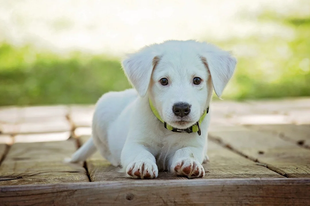 Schronisko w Bełchatowie wstrzymuje adopcje. "Nie przepraszamy za utrudnienia" - Zdjęcie główne