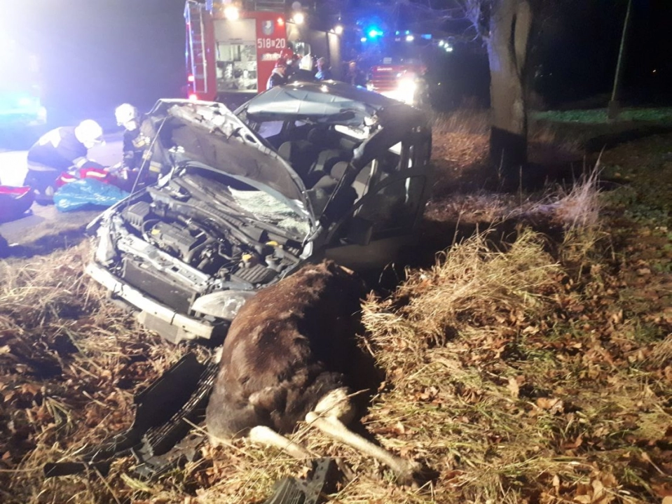 Osobówka zderzyła się z wielkim łosiem. Auto kompletnie zniszczone, dwie osoby w szpitalu   [FOTO] - Zdjęcie główne