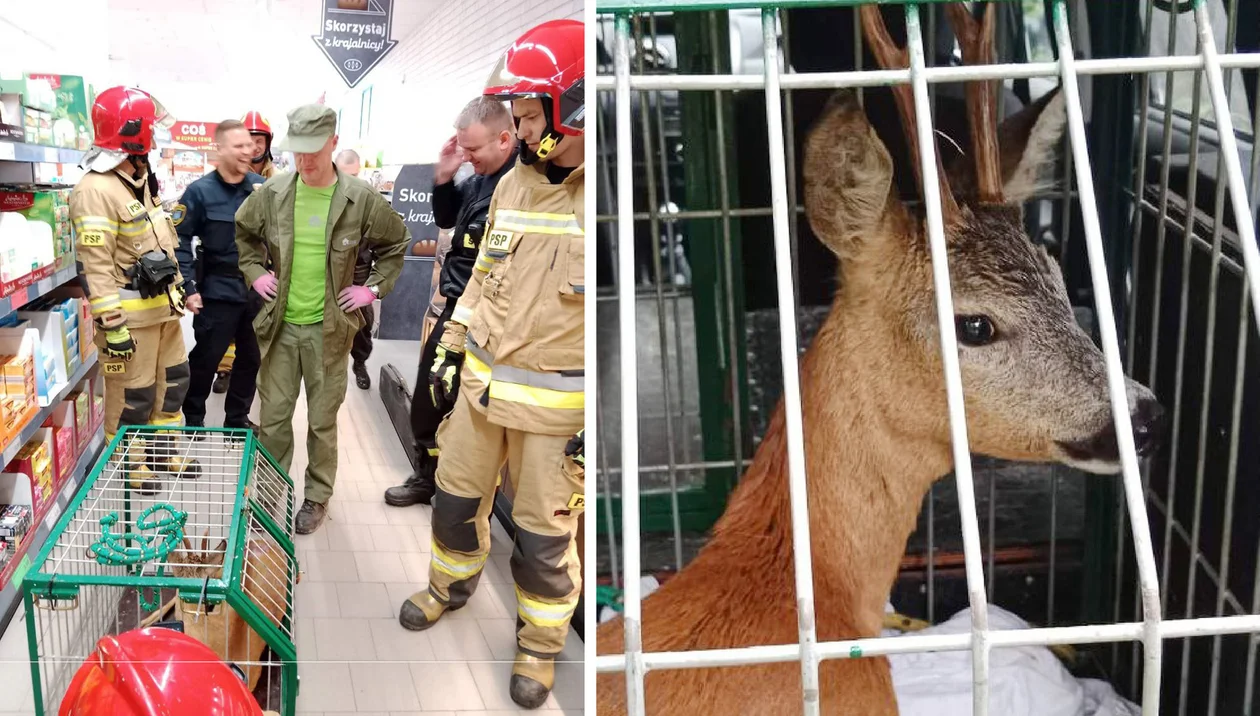 Pościg za sarną w jednym z marketów w Łódzkiem. Rogaty klient biegał po wąskich sklepowych alejkach [FOTO] - Zdjęcie główne