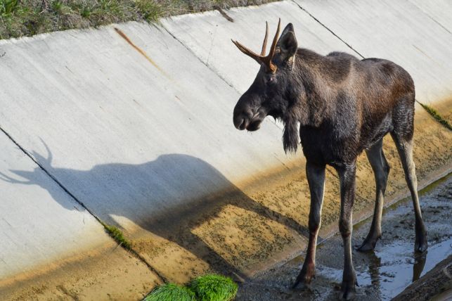 Łoś w pułapce! Nietypowa akcja ratunkowa na terenie bełchatowskiej kopalni [FOTO][VIDEO] - Zdjęcie główne