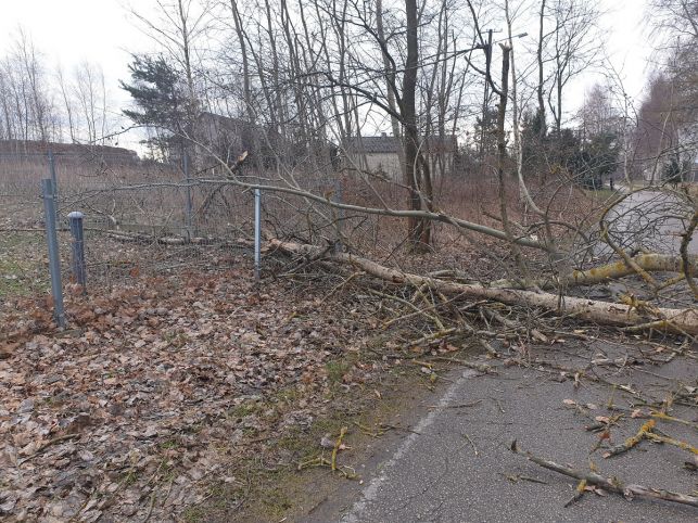 Bilans wichury w Bełchatowie i okolicy. Połamane drzewa na drogach. Strażacy w akcji [FOTO] - Zdjęcie główne