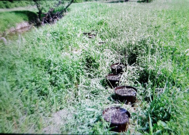 Marihuana nad Rakówką [FOTO] - Zdjęcie główne