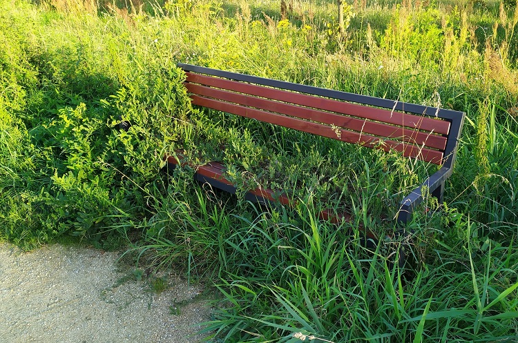 Ławka zarośnięta pokrzywami, po bełchatowskich alejkach spaceruje się jak w ''dżungli'' [FOTO] - Zdjęcie główne