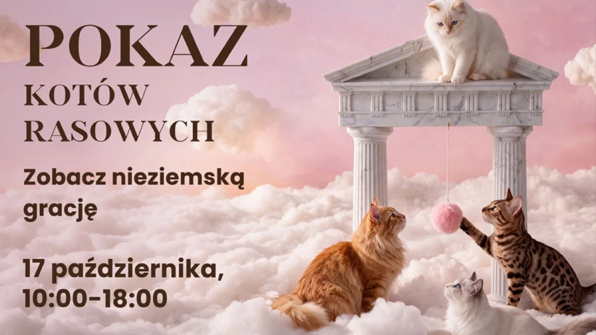 Kocie święto w Galerii Olimpia. Będzie dużo mruczenia, konkursy z nagrodami i wiele więcej