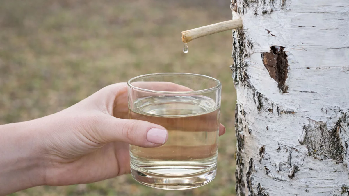 Ruszył sezon na sok z brzozy, drzewa "sikają jak szalone"! Jak zbierać - TOP 3 metody