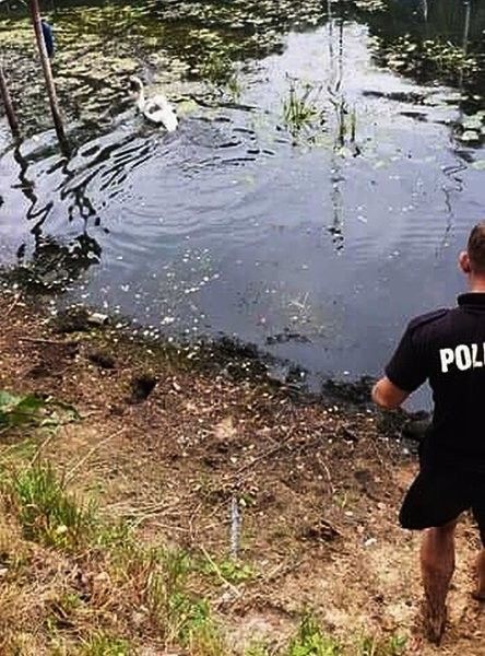 Nietypowa interwencja. Policjanci i łabędź - Zdjęcie główne