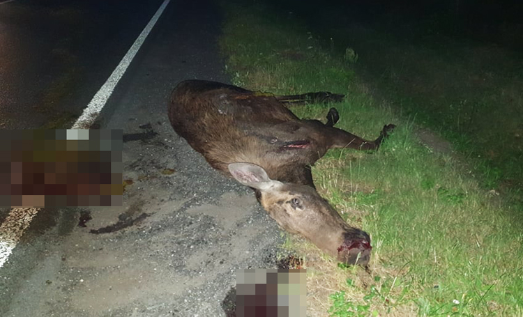 Olbrzymi łoś wybiegł na drogę między Bełchatowem i Klukami. Roztrzaskane auto, zwierzę nie przeżyło [FOTO] - Zdjęcie główne