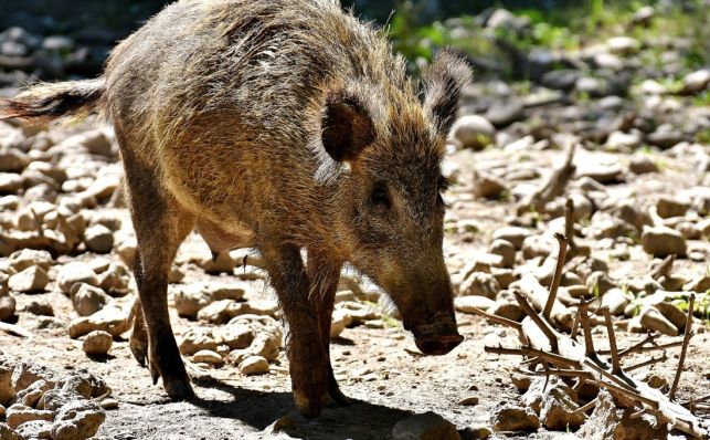 Policja ostrzega - niebezpieczne dziki w powiecie bełchatowskim! - Zdjęcie główne