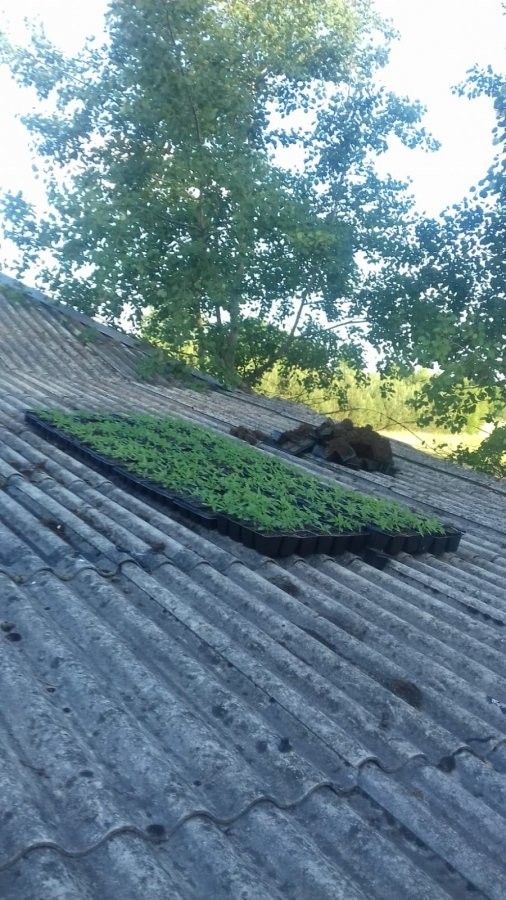 Marihuana zamiast solarów. Policjanci z Bełchatowa przyjrzeli się nietypowej instalacji - Zdjęcie główne