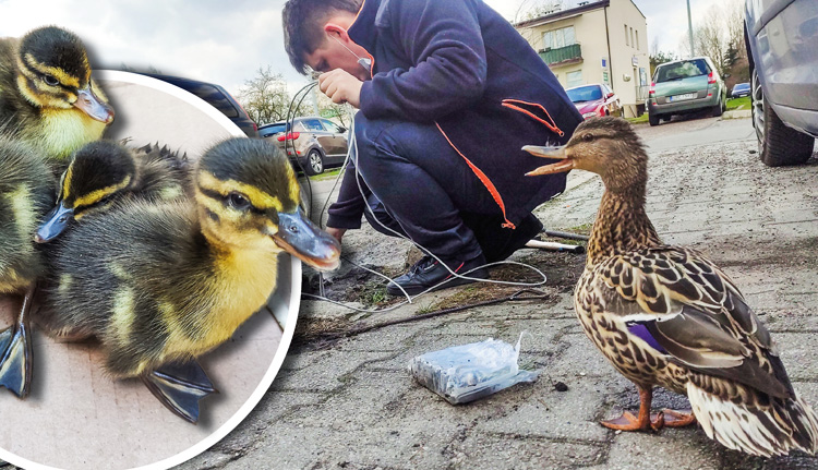 Kaczątkom groziła śmierć w ściekach. Na pomoc ruszył pan Wojtek [FOTO][VIDEO] - Zdjęcie główne