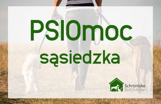 Chcą oddawać zwierzęta do bełchatowskiego schroniska! Boją się... koronawirusa - Zdjęcie główne