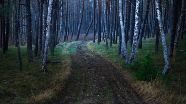 Zwłoki 37-latka zawinięte w folię znaleziono w lesie pod Kleszczowem. Są zarzuty o zabójstwo! - Zdjęcie główne