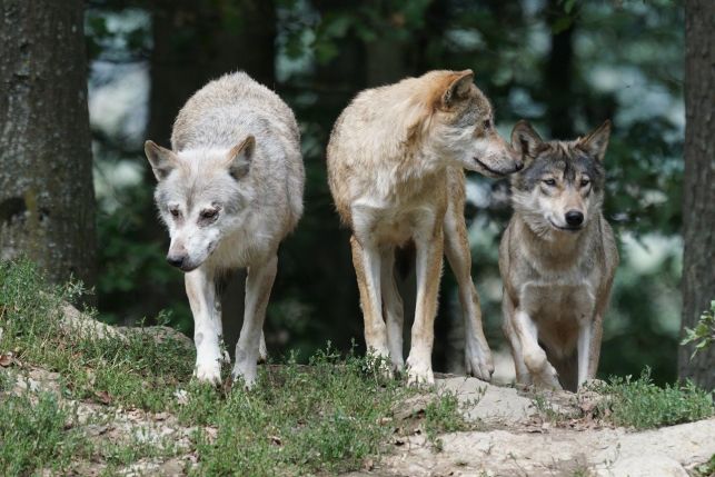 Wilki grasują koło Bełchatowa? Nadleśnictwo zabiera głos w sprawie - Zdjęcie główne