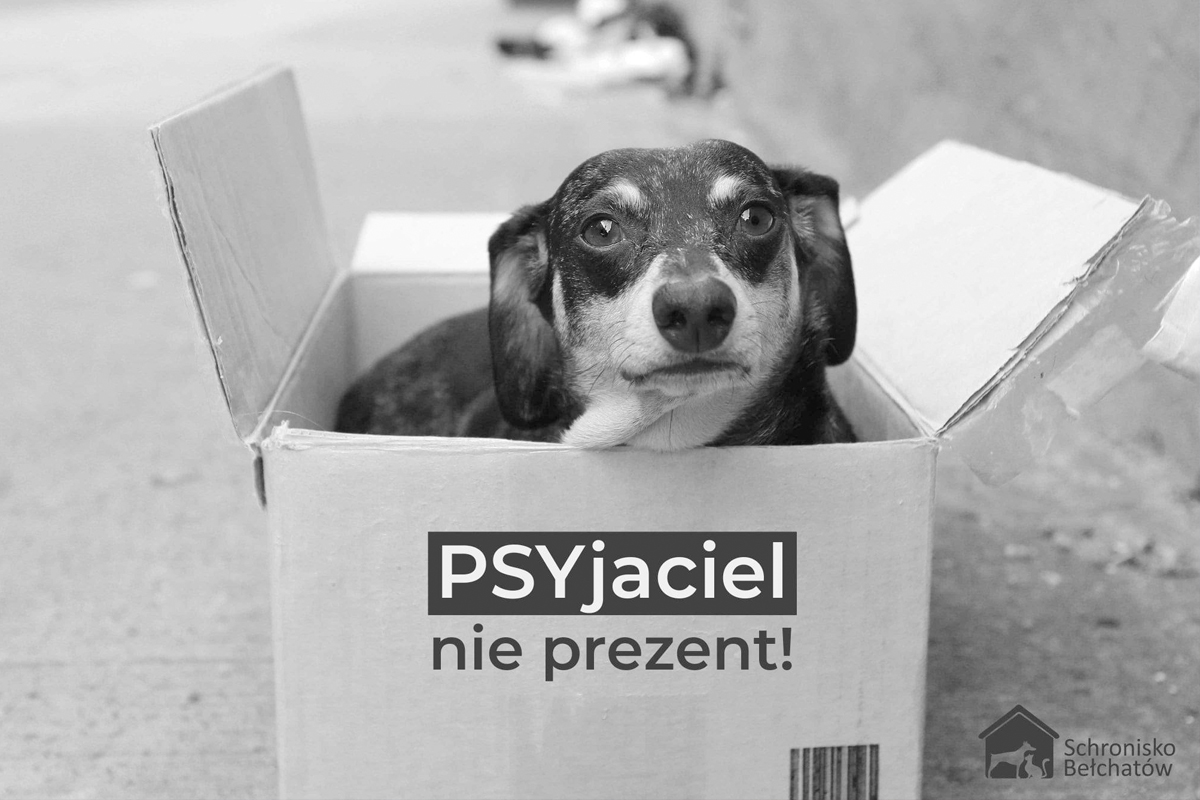 Schronisko w Bełchatowie wstrzymuje adopcje. "Zwierzę to nie prezent!" - Zdjęcie główne