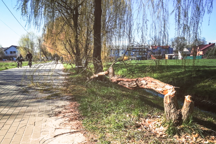 Bobry ''rozrabiają'' w centrum Bełchatowa. Gdzie tym razem dały o sobie znać? [FOTO] - Zdjęcie główne