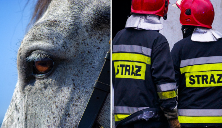 Zwierzę mogło zginąć. Interweniowali strażacy z Bełchatowa - Zdjęcie główne