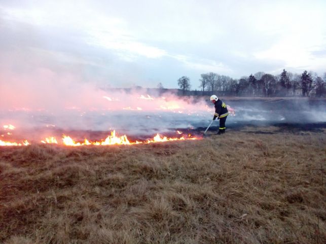 Kiedy podpalasz trawy, zwierzęta płoną żywcem! Bełchatowscy strażacy, leśnicy i urzędnicy apelują [VIDEO][FOTO] - Zdjęcie główne