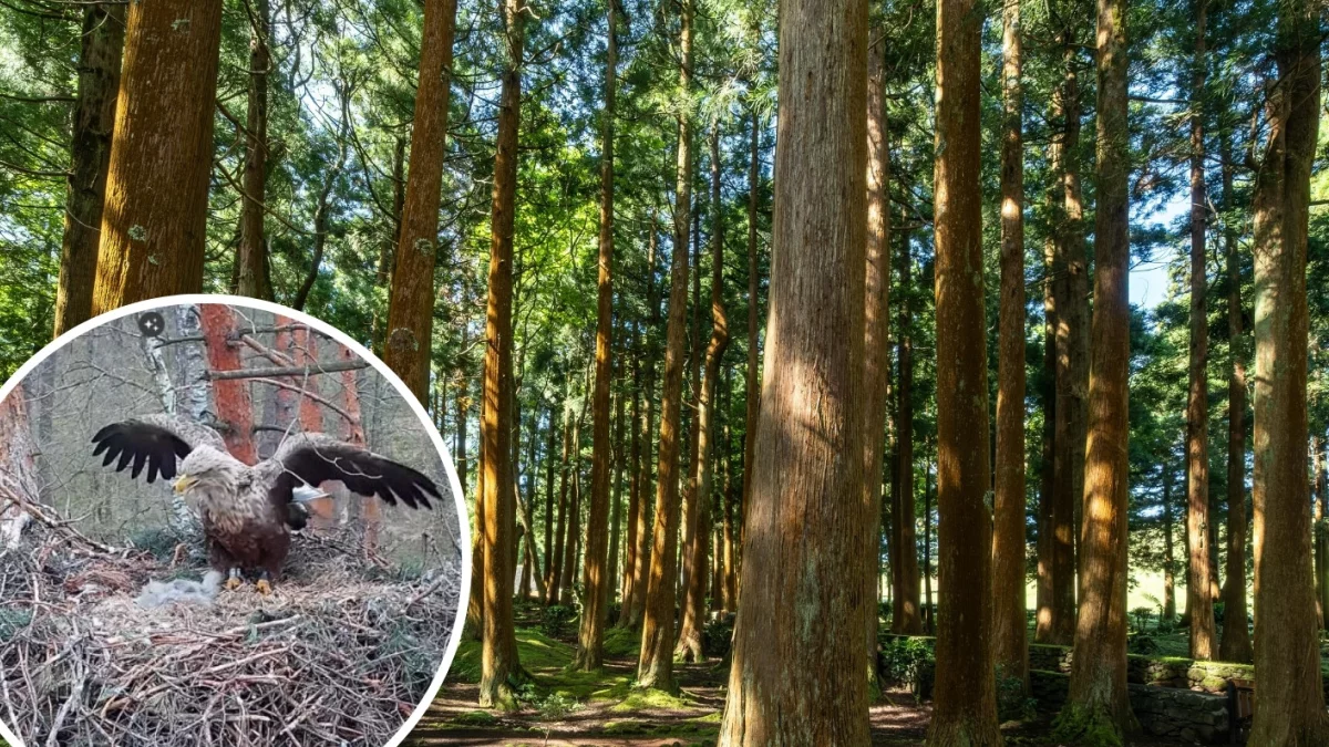 Legendarne drapieżniki w naszym regionie. Każdy może je „podglądać”