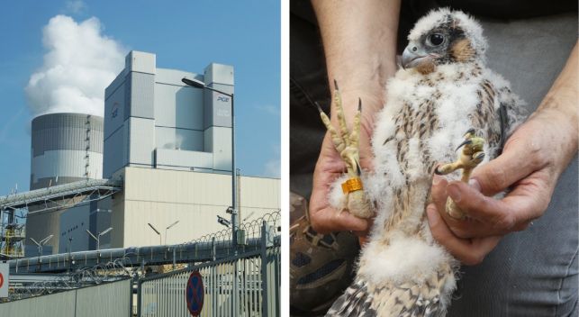 Sokoły założyły gniazdo w Elektrowni Bełchatów. Właśnie wykluło im się pisklę - Zdjęcie główne