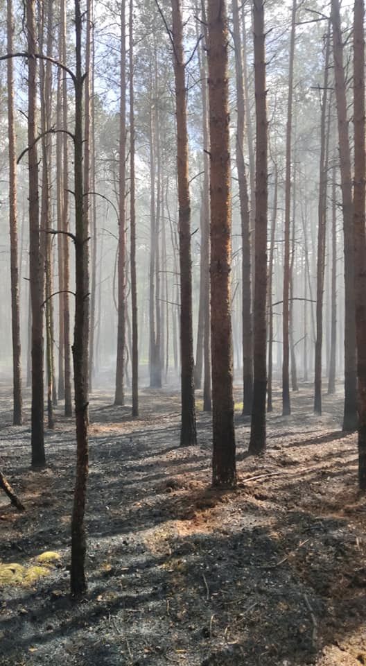 Pożar lasu pod Ruścem. Mieszkańcy wspólnie ze strażakami walczyli z żywiołem [FOTO] - Zdjęcie główne