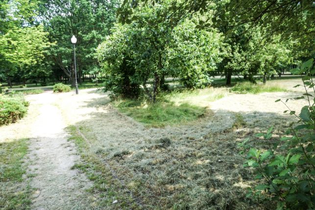 ''Sianokosy'' na Binkowie. Miasto porządkuje zapuszczony i zarośnięty park [FOTO] - Zdjęcie główne