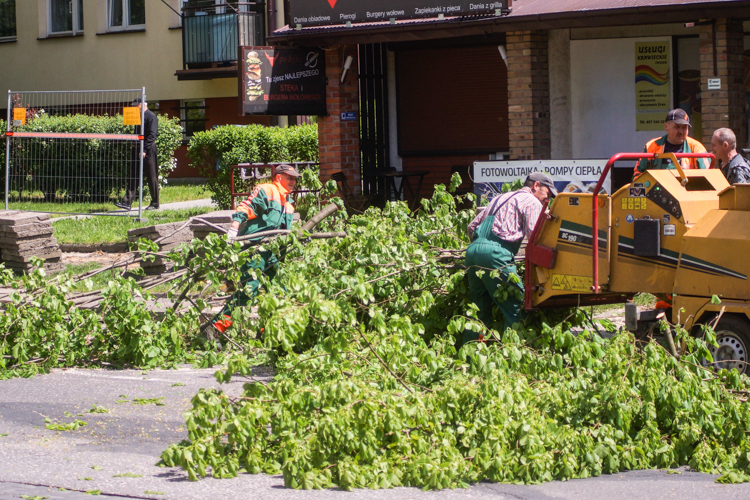 Wytną kilkanaście drzew w centrum Bełchatowa. ''Rosną w planowanym pasie drogi'' - Zdjęcie główne