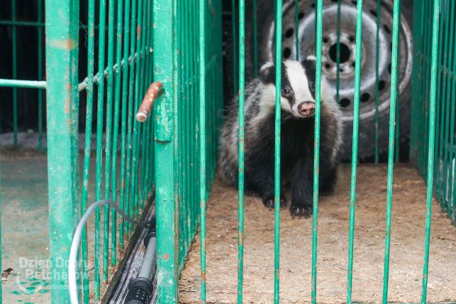 Borsuk biegał po markecie przy Pabianickiej [FOTO][FILM] - Zdjęcie główne