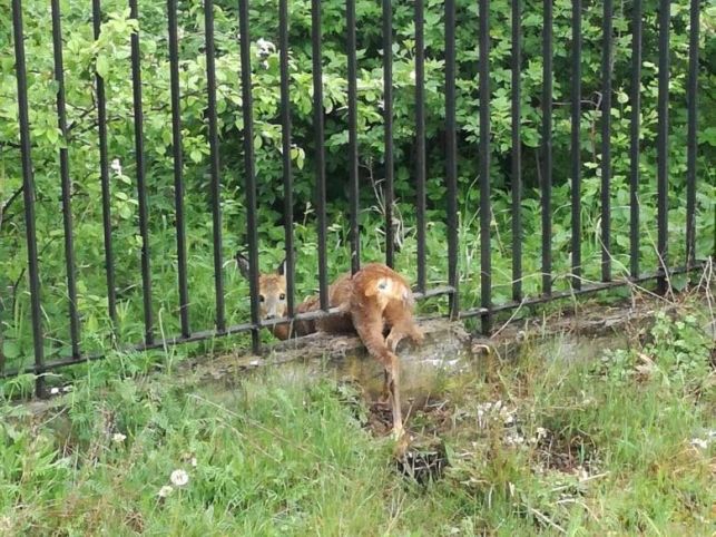 Mała sarenka utknęła między szczeblami ogrodzenia. Strażnicy miejscy z Bełchatowa ruszyli na pomoc - Zdjęcie główne