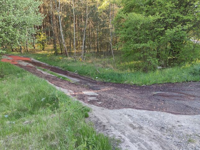 Las pod Bełchatowem spłynął krwią. Na miejscu pracowali strażacy i policja [FOTO] - Zdjęcie główne