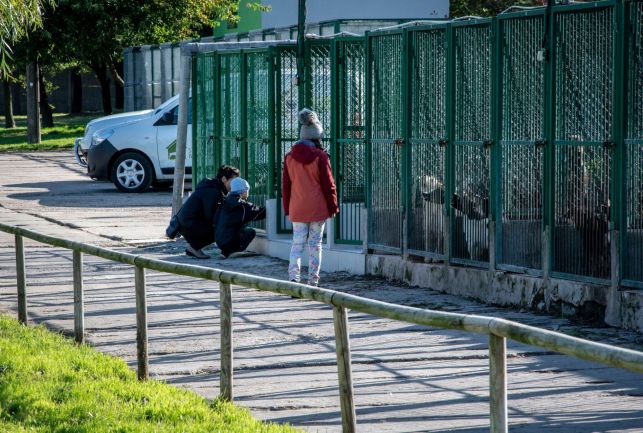 Schronisko dla zwierząt w Bełchatowie wznawia adopcje. Zmienia jednak zasady - Zdjęcie główne