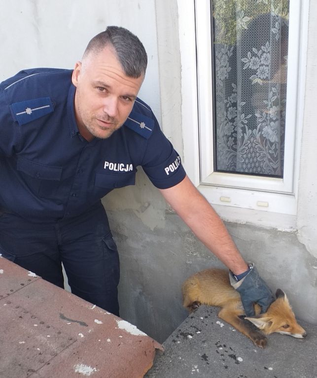 Policjanci dostali wezwanie. Pomocy potrzebował... lis - Zdjęcie główne